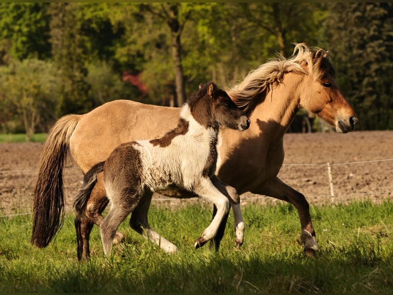 Pony Islandese Stallone 1 Anno 140 cm Pezzato in Südlohn