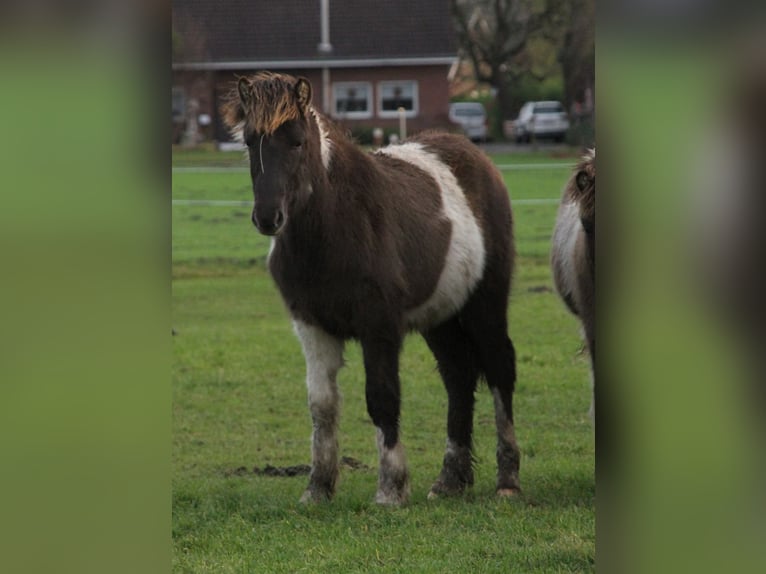 Pony Islandese Stallone 1 Anno 140 cm Pezzato in Südlohn