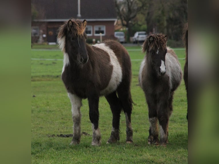 Pony Islandese Stallone 1 Anno 140 cm Pezzato in Südlohn
