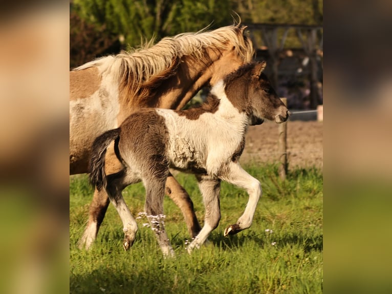 Pony Islandese Stallone 1 Anno 140 cm Pezzato in Südlohn
