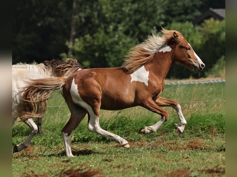 Pony Islandese Stallone 1 Anno 140 cm Pezzato in S&#xFC;dlohn