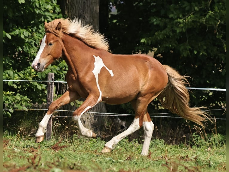 Pony Islandese Stallone 1 Anno 140 cm Pezzato in S&#xFC;dlohn