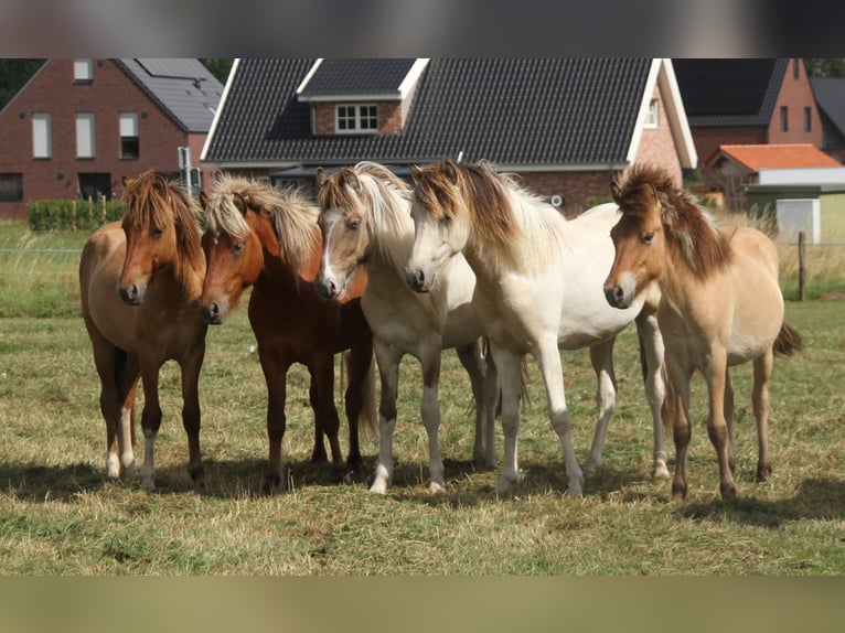 Pony Islandese Stallone 1 Anno 140 cm Pezzato in S&#xFC;dlohn