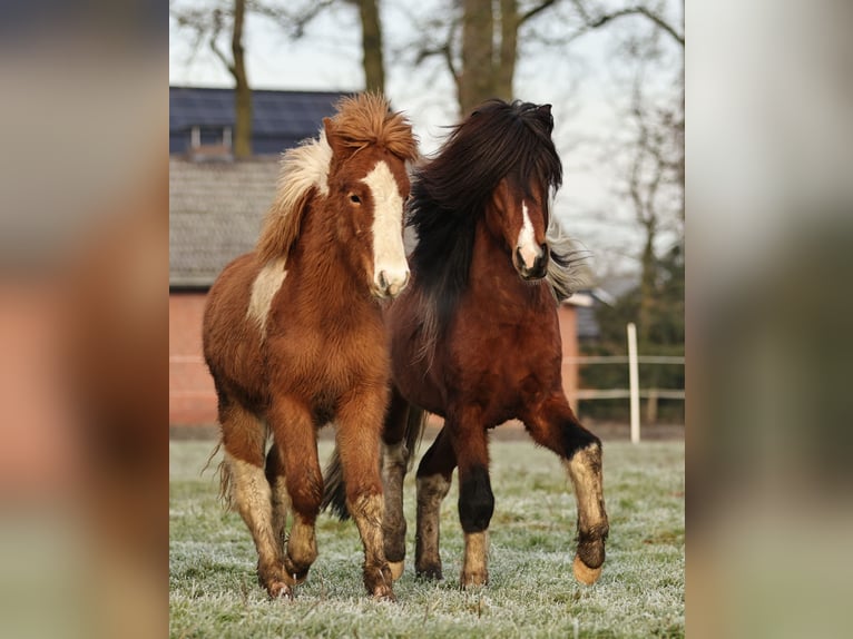 Pony Islandese Stallone 1 Anno 140 cm Pezzato in Südlohn