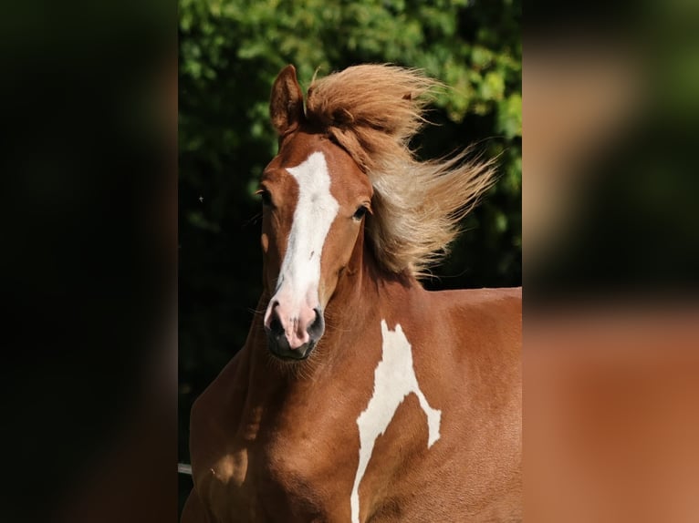 Pony Islandese Stallone 1 Anno 140 cm Pezzato in S&#xFC;dlohn