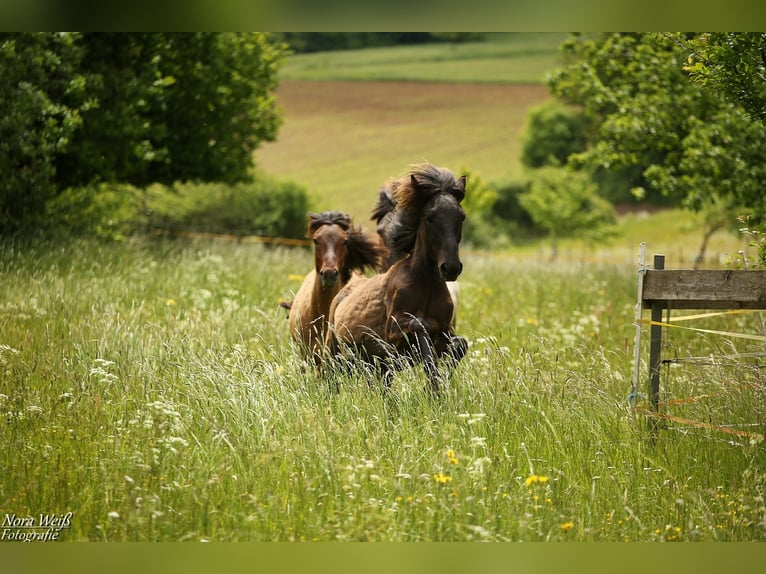 Pony Islandese Stallone 1 Anno 142 cm Morello in Lauterhofen