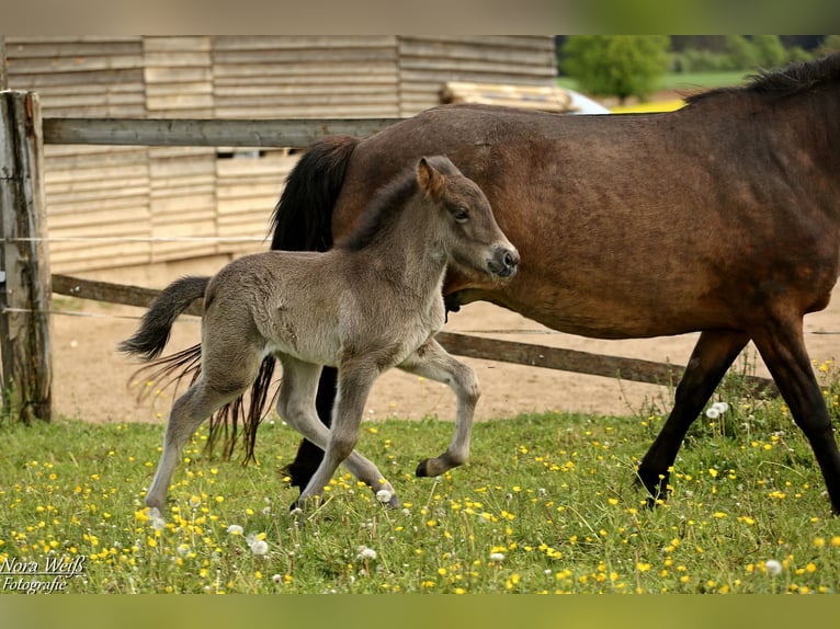 Pony Islandese Stallone 1 Anno 142 cm Morello in Lauterhofen