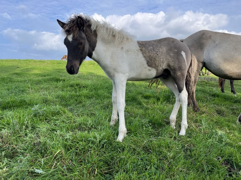 Pony Islandese Stallone 1 Anno 144 cm Pezzato in Hohenfelde