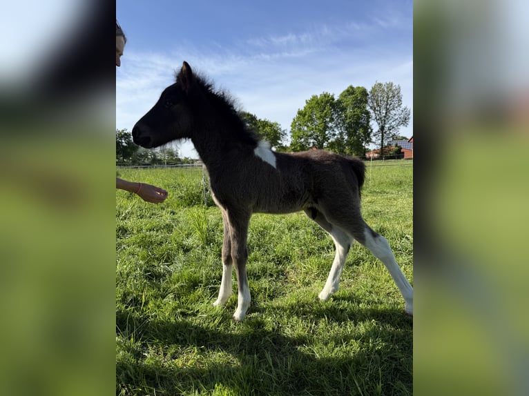 Pony Islandese Stallone 1 Anno 144 cm Pezzato in Freren