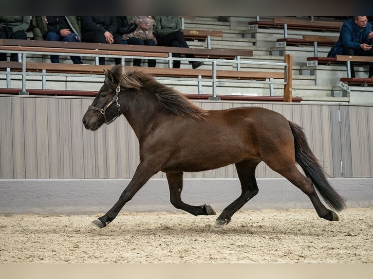 Pony Islandese Stallone 1 Anno 144 cm Pezzato in Freren