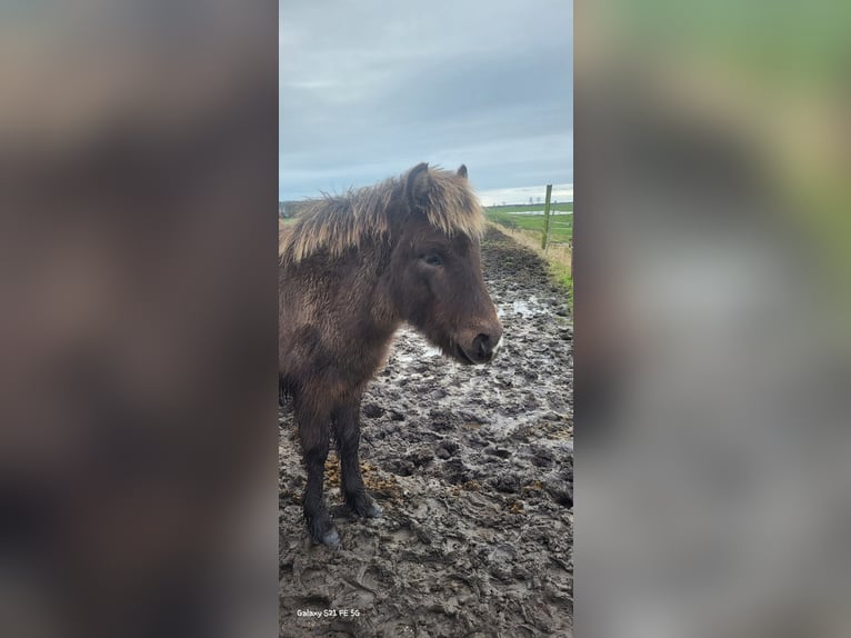 Pony Islandese Stallone 1 Anno 145 cm in Mildam
