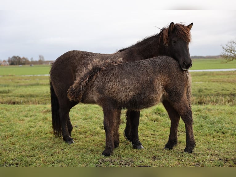 Pony Islandese Stallone 1 Anno 145 cm in Mildam
