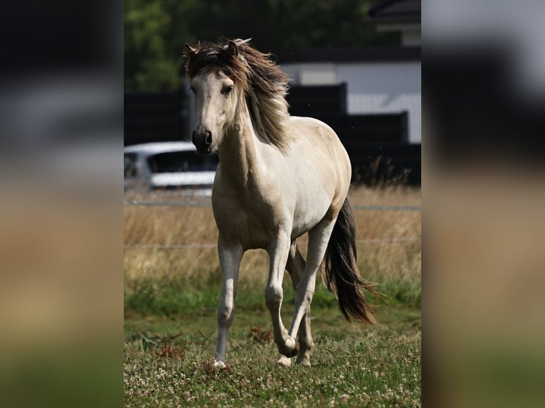 Pony Islandese Stallone 1 Anno 145 cm Pezzato in S&#xFC;dlohn