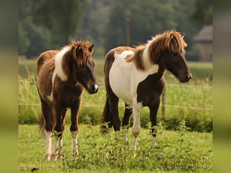 Pony Islandese Stallone 1 Anno 145 cm Pezzato in Winterswijk Kotten