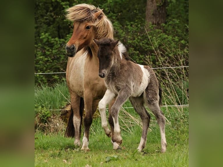 Pony Islandese Stallone 1 Anno 145 cm Pezzato in Winterswijk Kotten