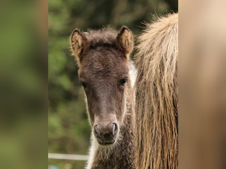 Pony Islandese Stallone 1 Anno 145 cm Pezzato in Winterswijk Kotten