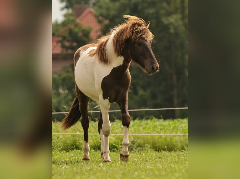 Pony Islandese Stallone 1 Anno 145 cm Pezzato in Winterswijk Kotten