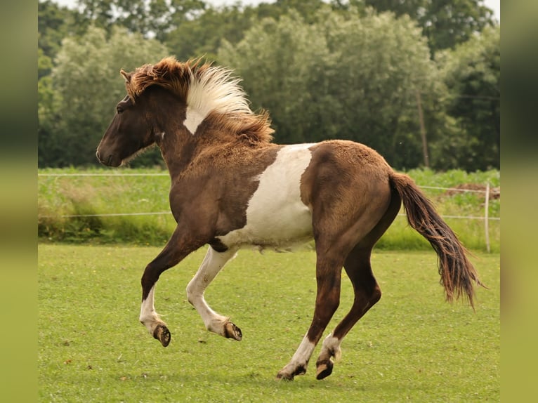 Pony Islandese Stallone 1 Anno 145 cm Pezzato in Winterswijk Kotten