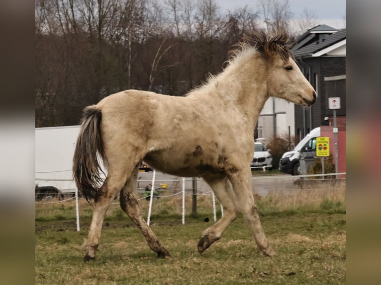 Pony Islandese Stallone 1 Anno 145 cm Pezzato in S&#xFC;dlohn