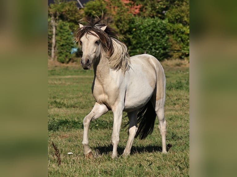 Pony Islandese Stallone 1 Anno 145 cm Pezzato in S&#xFC;dlohn