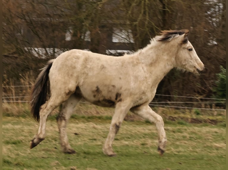 Pony Islandese Stallone 1 Anno 145 cm Pezzato in S&#xFC;dlohn