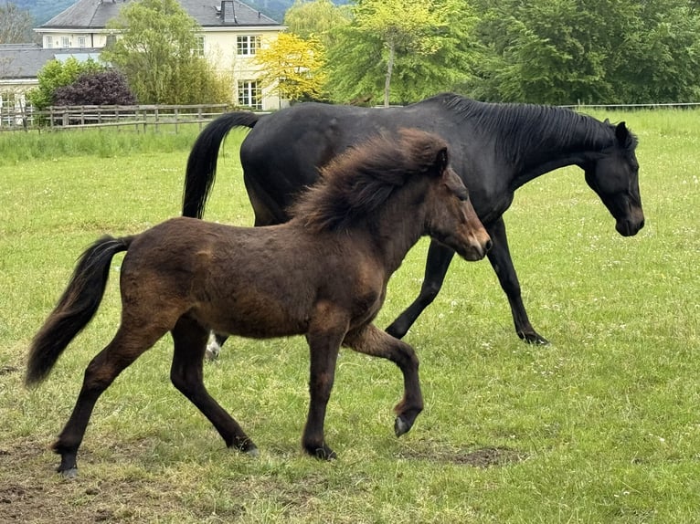 Pony Islandese Stallone 1 Anno Baio in BurgbrohlBurgbrohl