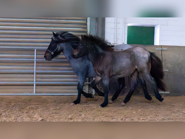 Pony Islandese Stallone 1 Anno Baio roano in Blankenheim