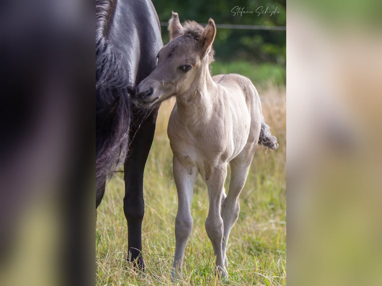 Pony Islandese Stallone 1 Anno  in Scharnebeck