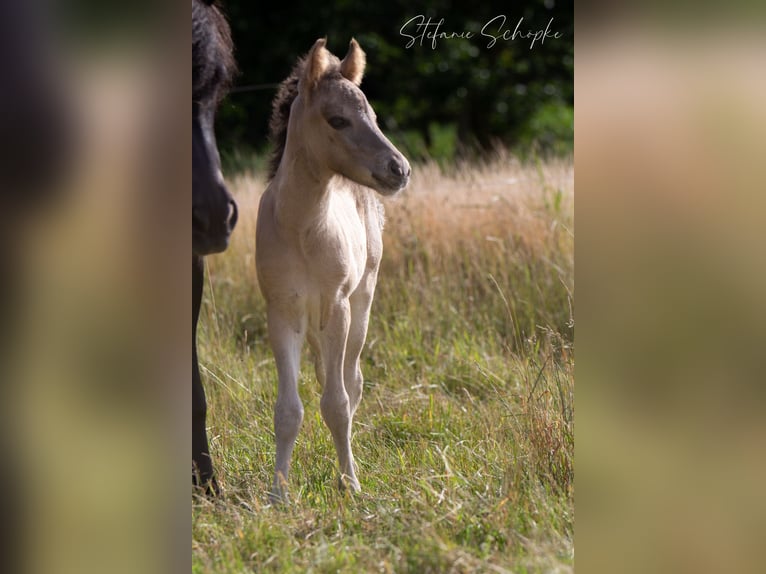 Pony Islandese Stallone 1 Anno  in Scharnebeck