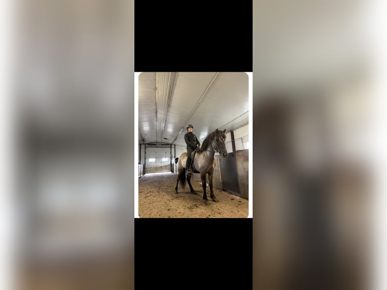 Pony Islandese Stallone 1 Anno Falbo in Hermannsburg