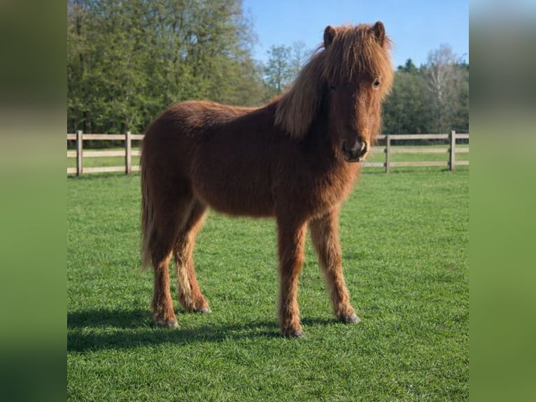 Pony Islandese Stallone 1 Anno Falbo in Hermannsburg