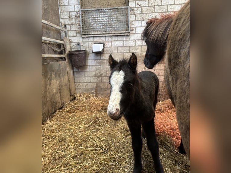 Pony Islandese Stallone 1 Anno Morello in Velbert