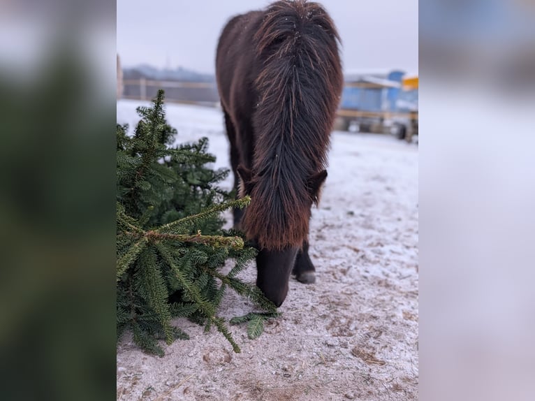 Pony Islandese Stallone 1 Anno Morello in Beilstein