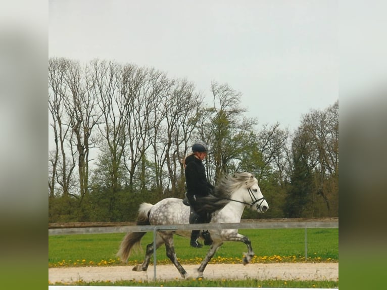 Pony Islandese Stallone 1 Anno Morello in Beilstein