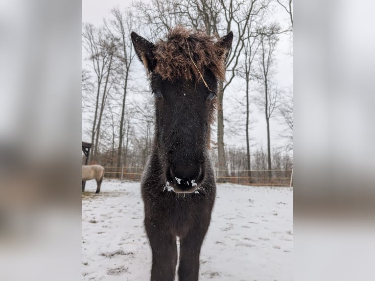 Pony Islandese Stallone 1 Anno Morello in Beilstein
