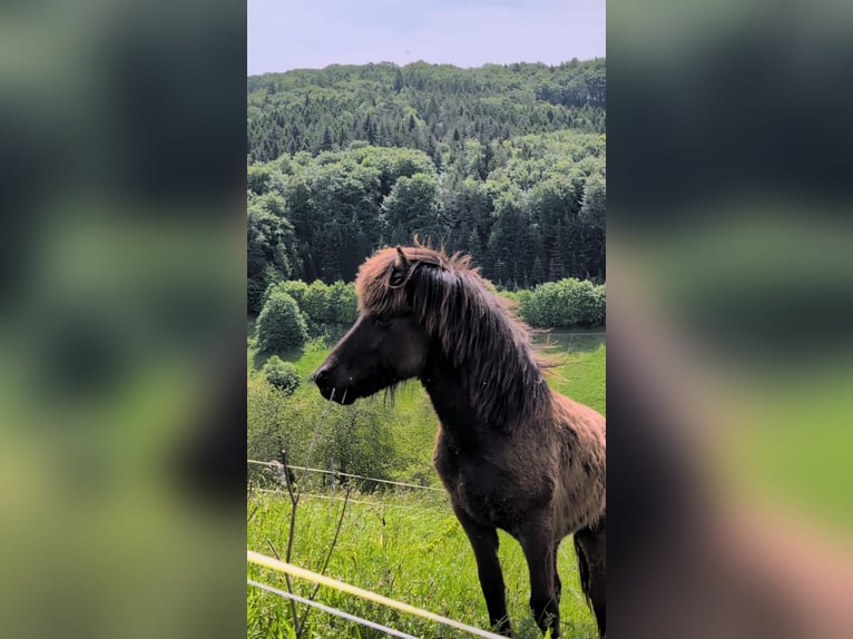 Pony Islandese Stallone 1 Anno Morello in Beilstein