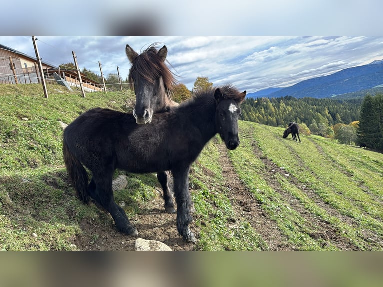 Pony Islandese Stallone 1 Anno Morello in Mariapfarr