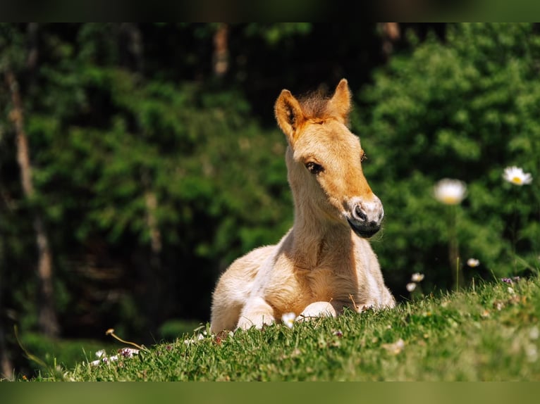 Pony Islandese Stallone 1 Anno Palomino in Mariapfarr