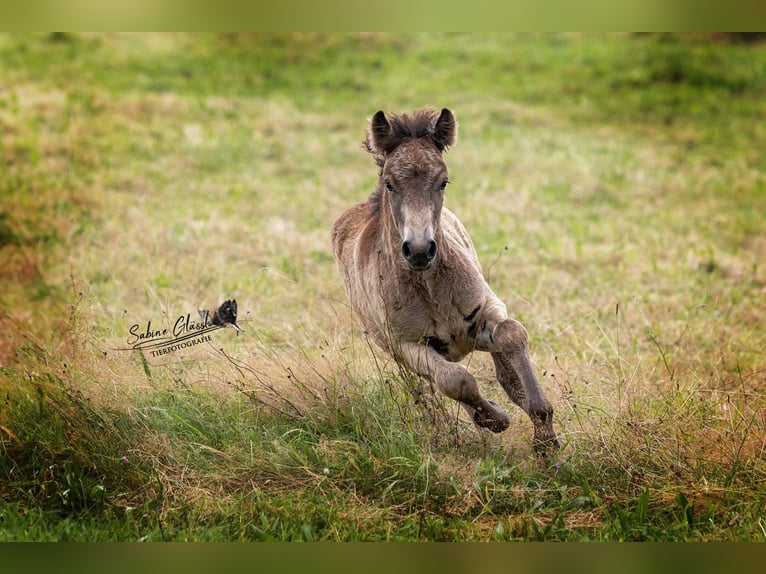 Pony Islandese Stallone 1 Anno Pelle di daino in Wadern