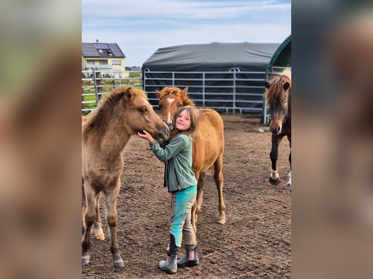 Pony Islandese Stallone 1 Anno Può diventare grigio in Friedberg