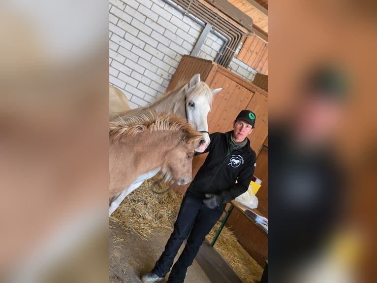 Pony Islandese Stallone 1 Anno Può diventare grigio in Friedberg