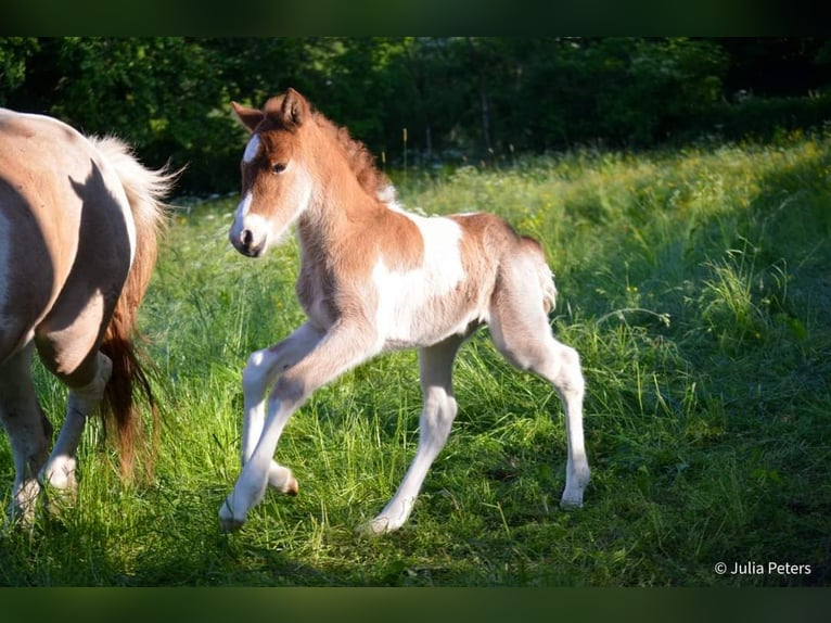 Pony Islandese Stallone 1 Anno Roano rosso in Winterspelt