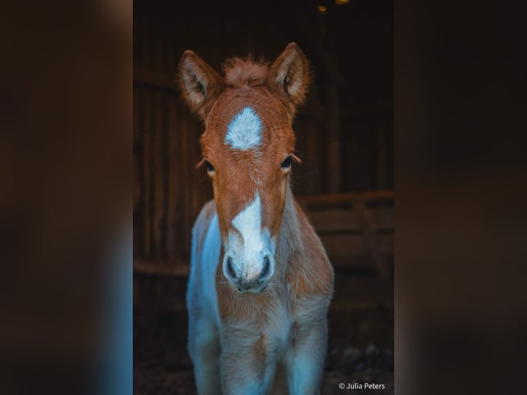 Pony Islandese Stallone 1 Anno Roano rosso in Winterspelt