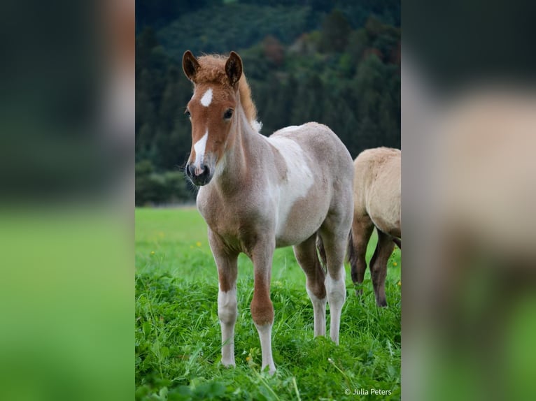 Pony Islandese Stallone 1 Anno Roano rosso in Winterspelt