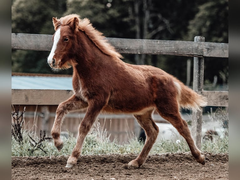 Pony Islandese Stallone 1 Anno Sauro in Deinsdorf
