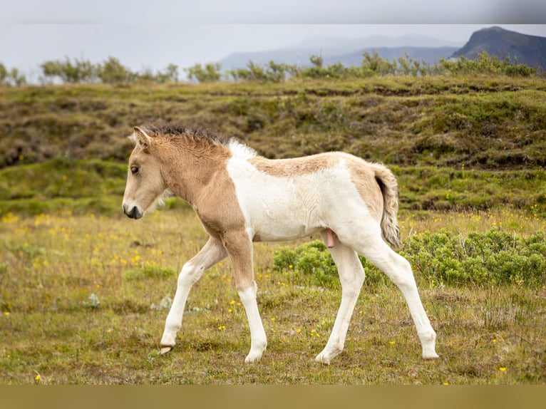 Pony Islandese Stallone 1 Anno Tobiano-tutti i colori in Hvolsvollur