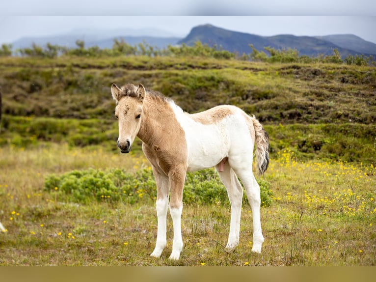 Pony Islandese Stallone 1 Anno Tobiano-tutti i colori in Hvolsvollur
