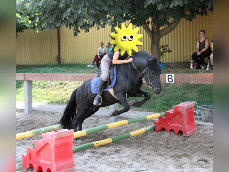 Pony Islandese Stallone 20 Anni 136 cm Morello in Taunusstein