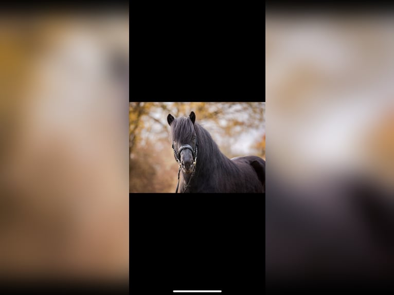 Pony Islandese Stallone 20 Anni 136 cm Morello in Taunusstein