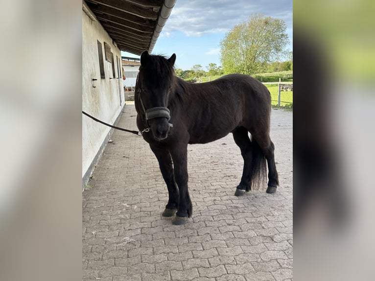 Pony Islandese Stallone 20 Anni 138 cm Morello in Handewitt
